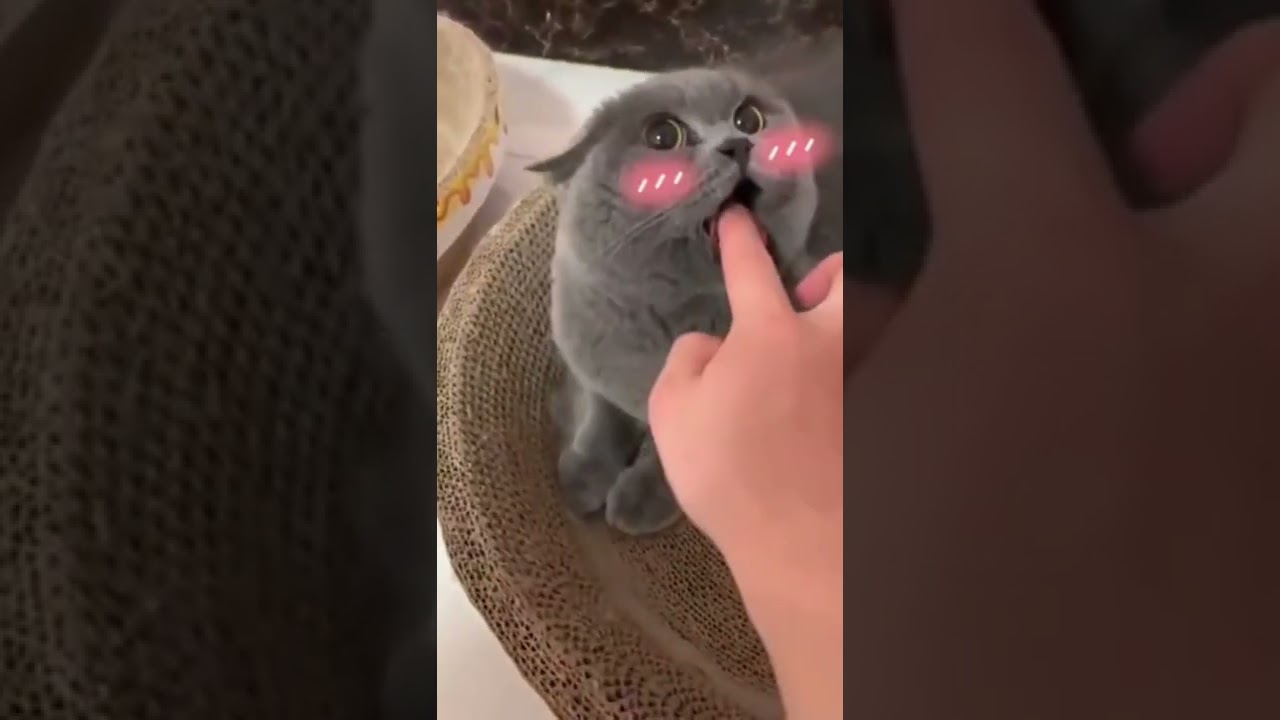 Cute🍋 