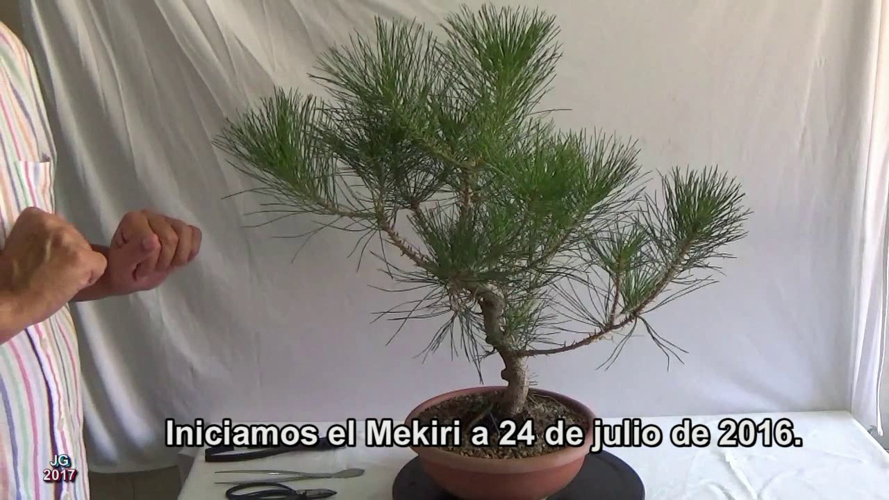 Pino negro japonés  Curso básico para principiantes  3ª parte  MEKIRI DE VERANO
