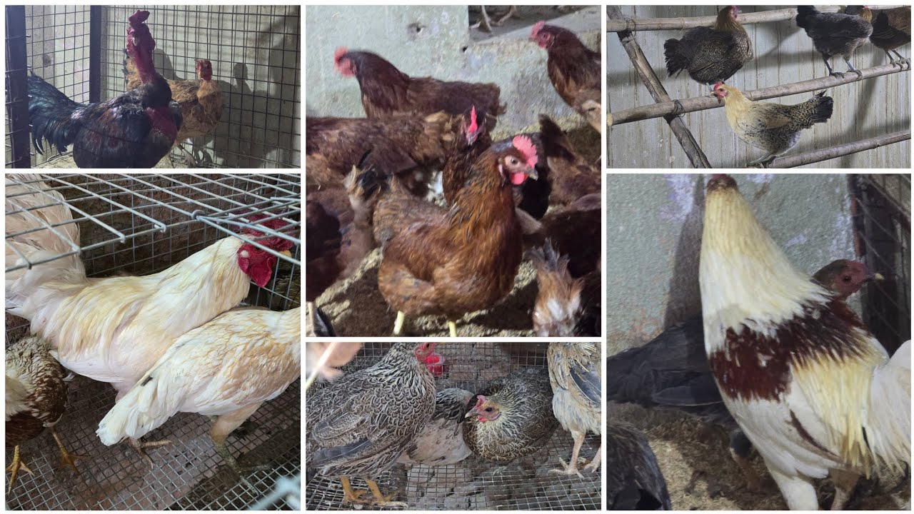 PURE DESI MALE FEMALE RIR LAYING HENS AND BAJRA JAWARI FEEDERS  DRINKERS AVAILABLE CONT:7993776631