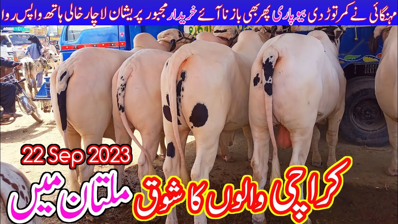Karachi Walo Ka Shouq in Multan Cow Mandi Latest Update Today 22 Sep 2023 | Ablak Bachre in Multan