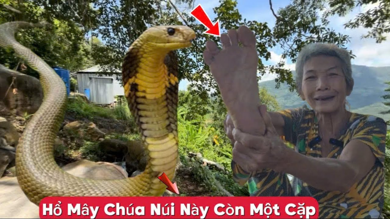 Chấn động thất sơn bảy núi cô ba núi cấm đi làm vườn gặp con rắn hổ mây khủng 