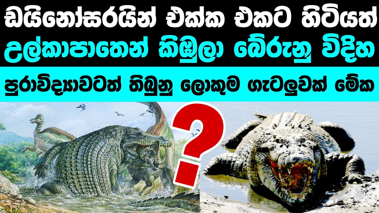 ඩයිනෝසරයින් විනාශ වෙලා කිඹුලා විතරක් ඉතුරු වුනේ කොහොමද? | How did Crocodiles didn’t went extinct