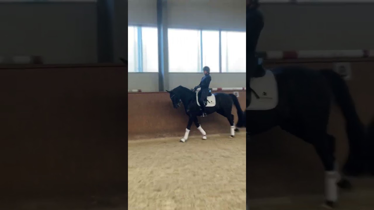 FOR SALE *2015 gelding M level
