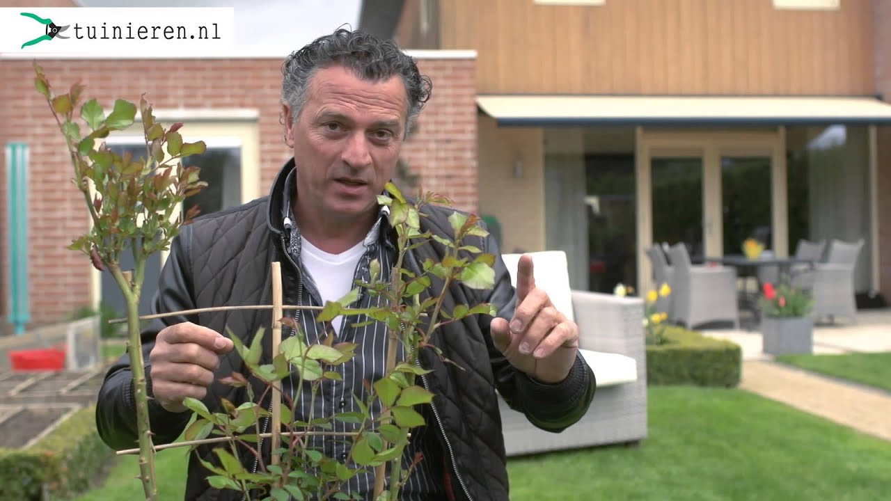 Hoe kan ik bladluis bestrijden? - Tuinieren.nl