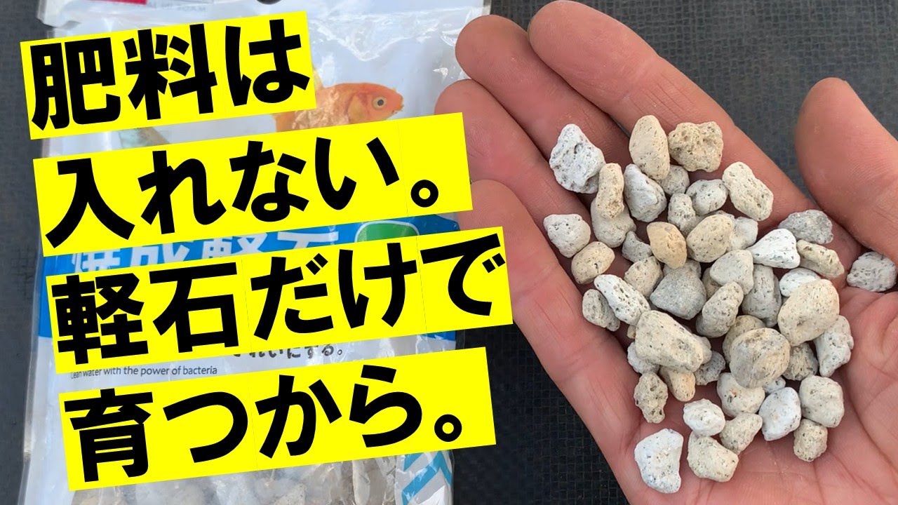 こういう無施肥栽培もある。この農法にまだ名前はありません。