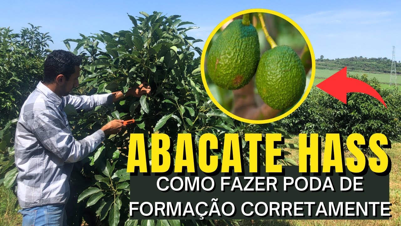 COMO FAZER PODA NO ABACATE HASS ou AVOCADO - variedade de exportação