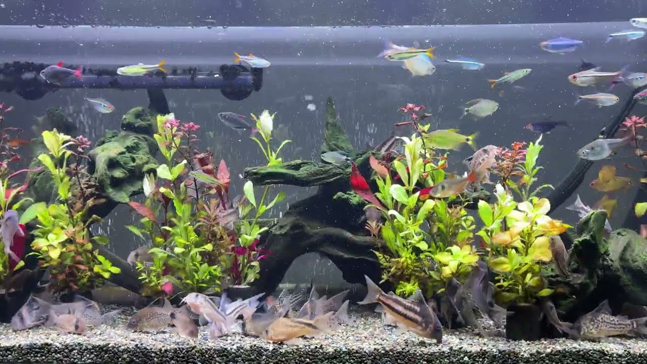 Relaxing Aquarium 1668 / 熱帯魚50種混泳水槽 アクアリウム ディナータイム 4K