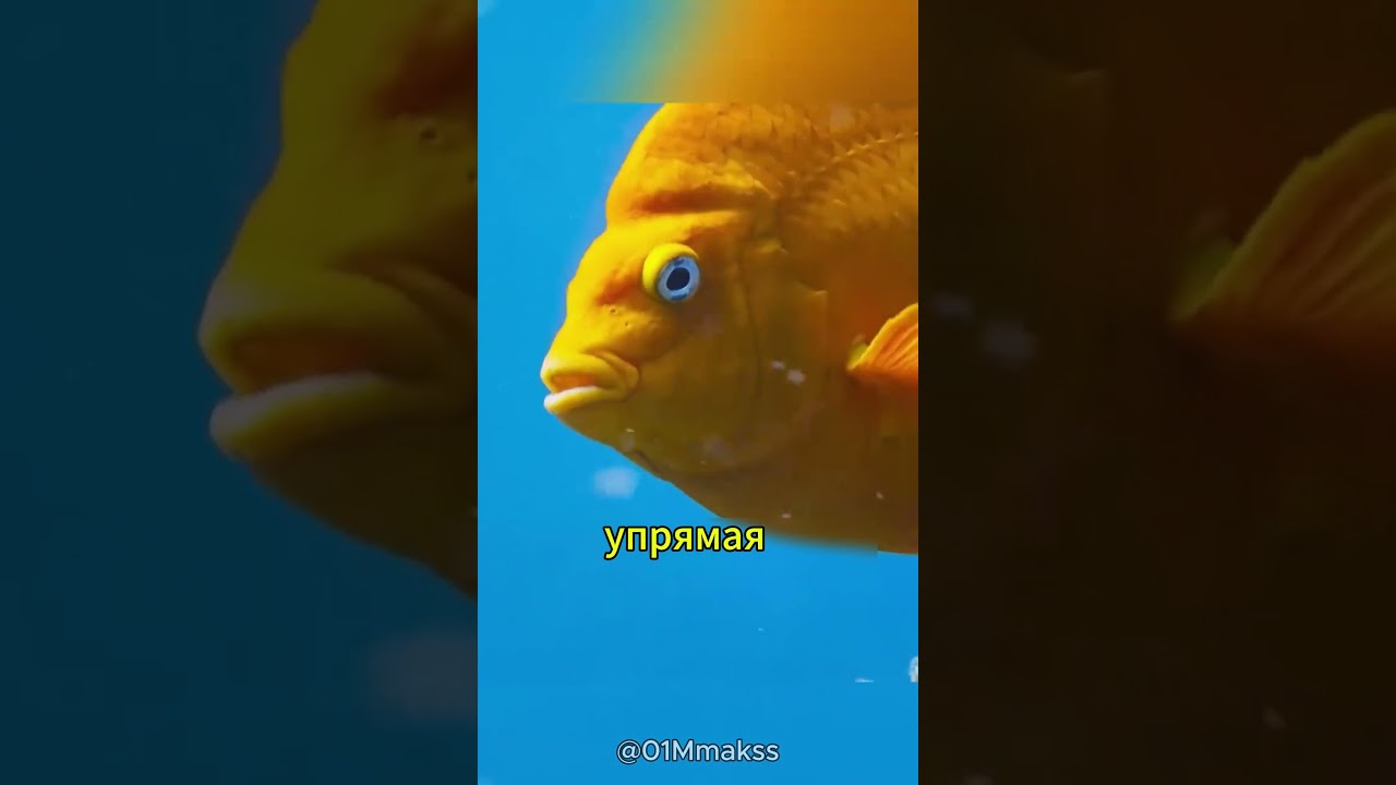 Почему эта рыбка так радуется дайверам?