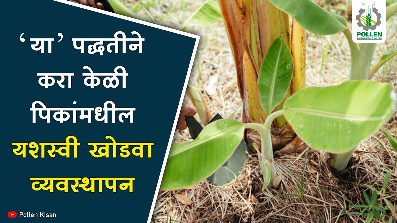 केळी शेती । खोडवा पीक शरीरशास्त्र । यशस्वी खोडवा व्यवस्थापन | Pollen Kisan