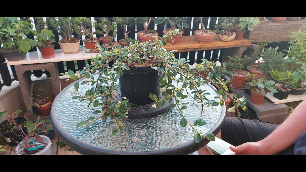 Making a bonsai from Cotoneaster dammeri