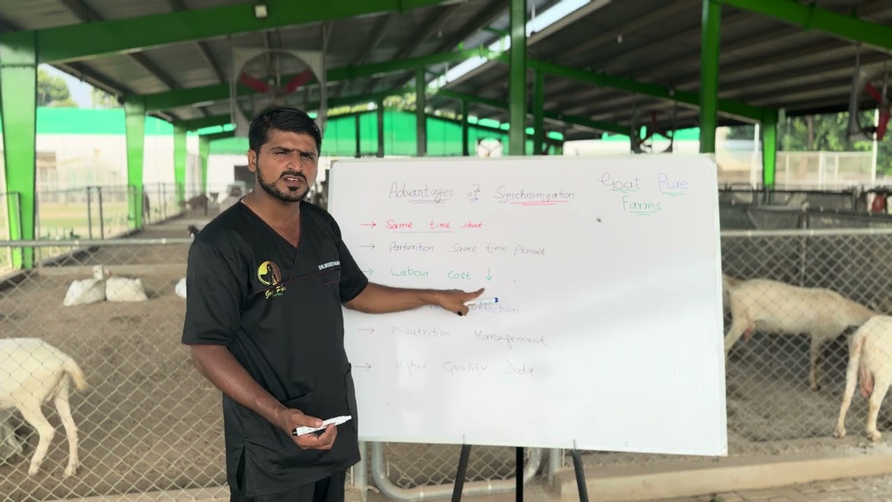 Advantages of heat synchronization in goats