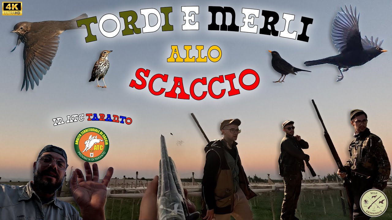 CACCIA TORDI E MERLI ALLO SCACCIO 2024 - IN ATC TARANTO - UNA SQUADRA DI GIOVANI AMICI - 4K - TRUSH