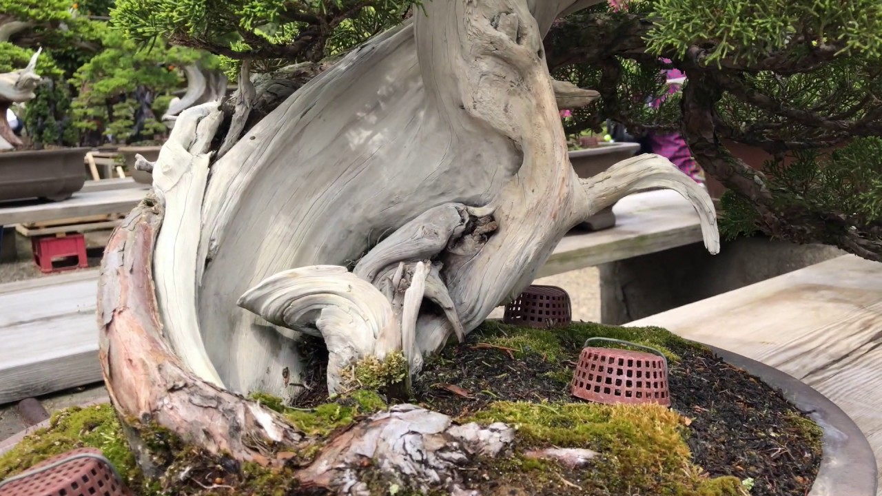 The bonsai garden of Masahiko Kimura