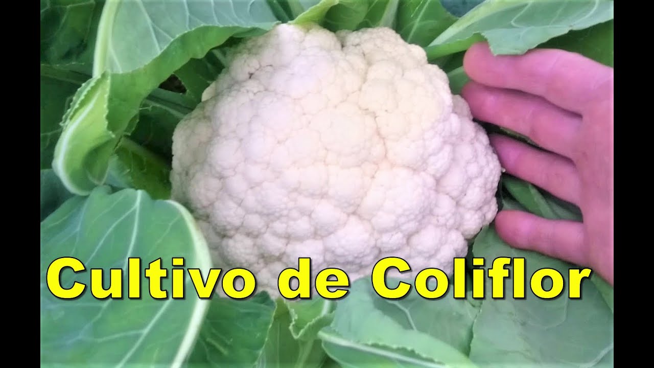 Cultivo orgánico de la Coliflor.