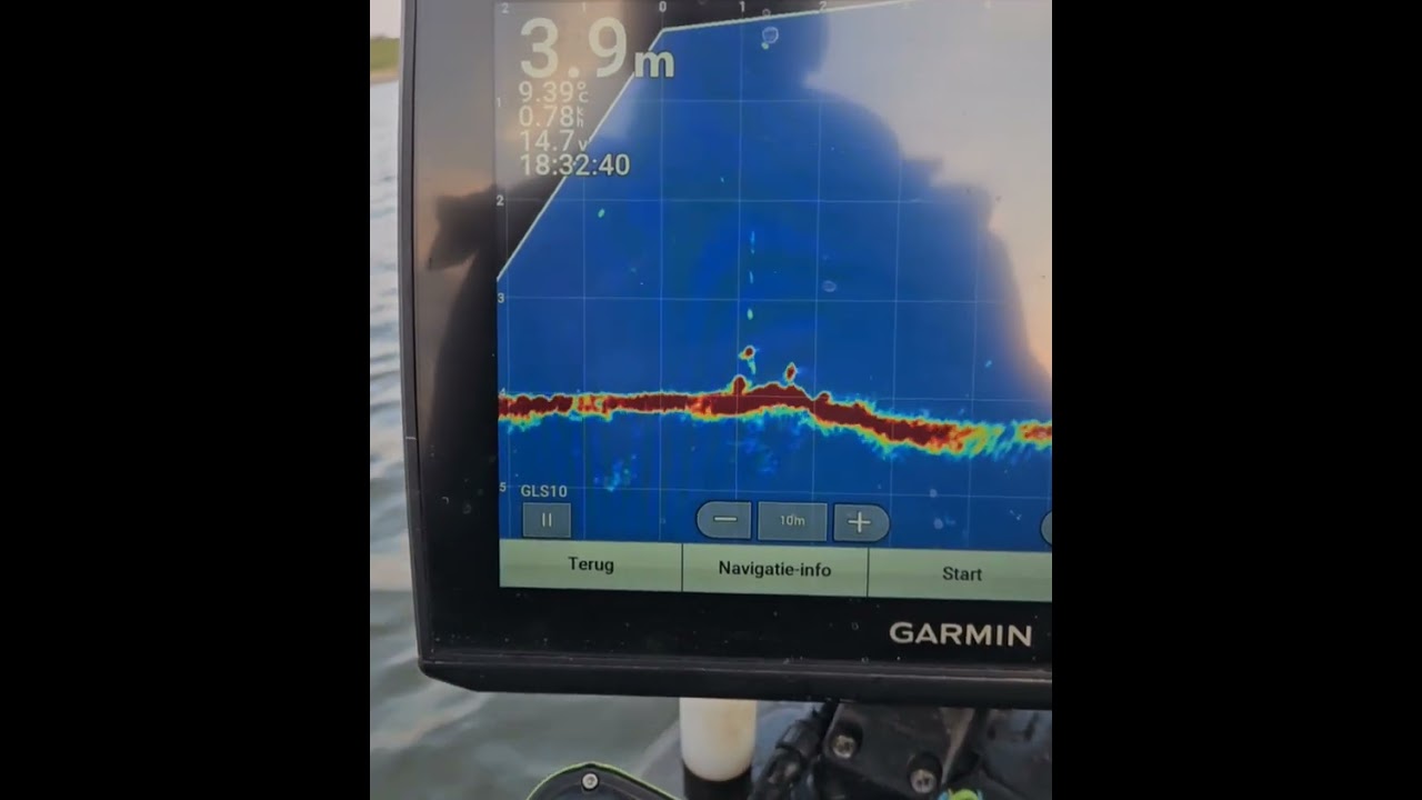 Dikke meerval 2 meter plus op de livescope