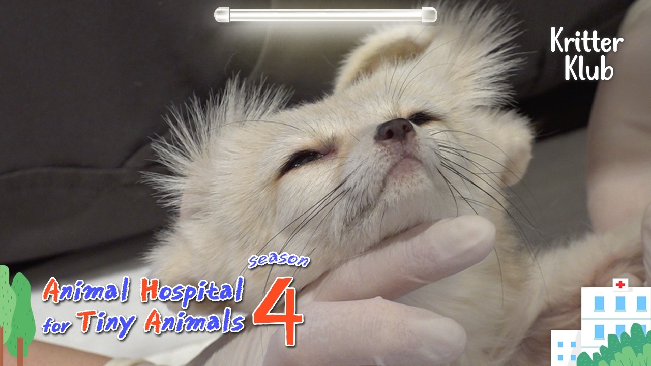 Today's Patient: Fennec Fox (Part. 2) I Animal Hospital For Tiny Animals Season 4