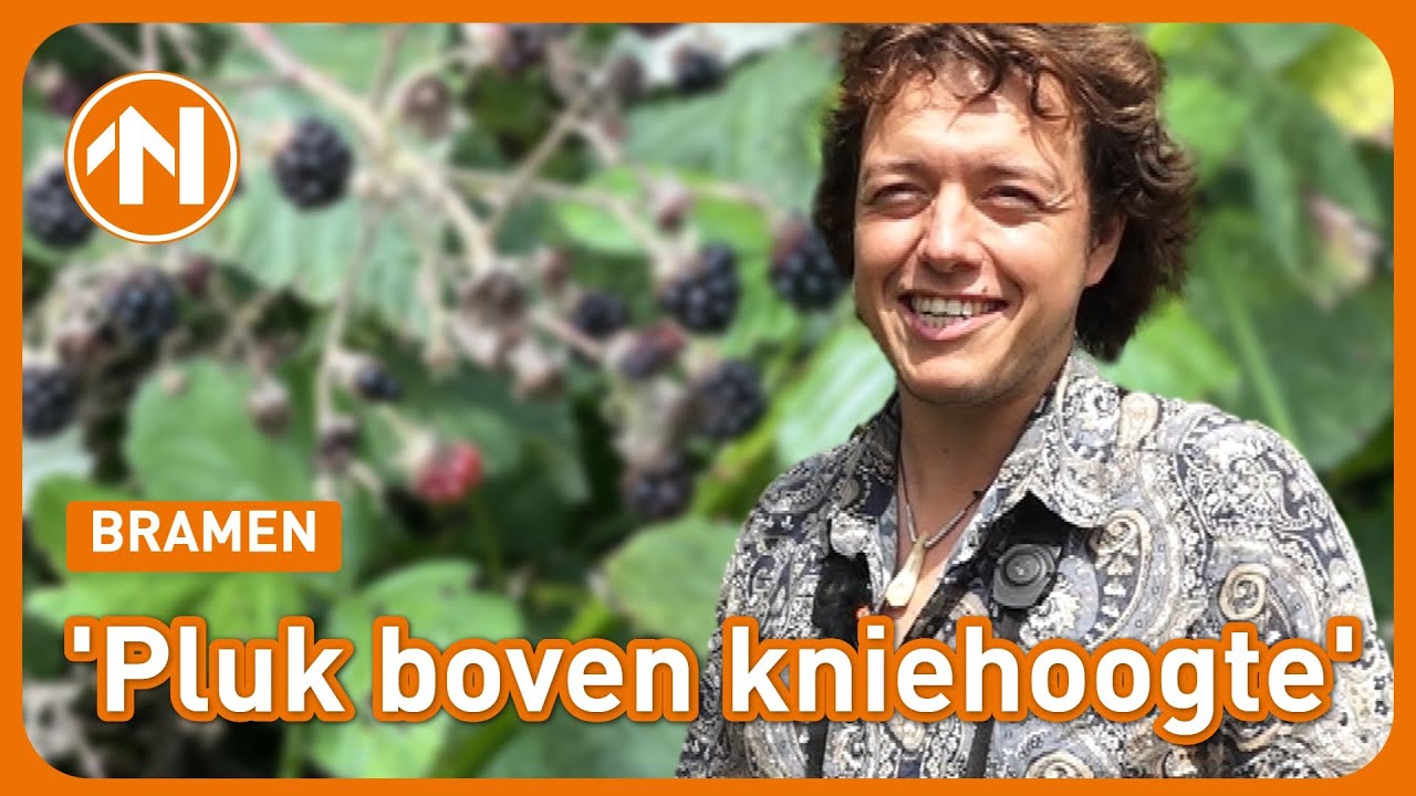 Let op als je bramen gaat plukken