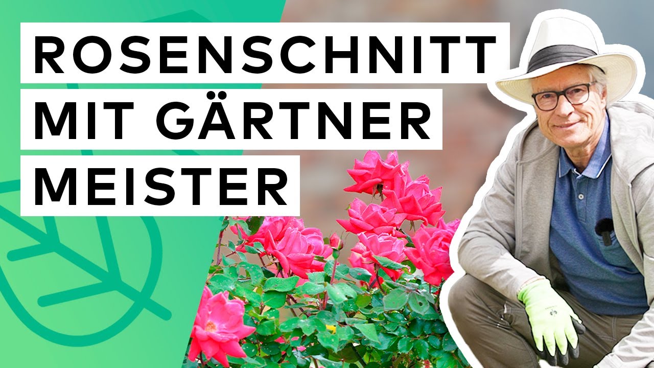 Bodendecker Rosen richtig zur&uuml;ckschneiden 🌹✂️ (vom G&auml;rtnermeister erkl&auml;rt)