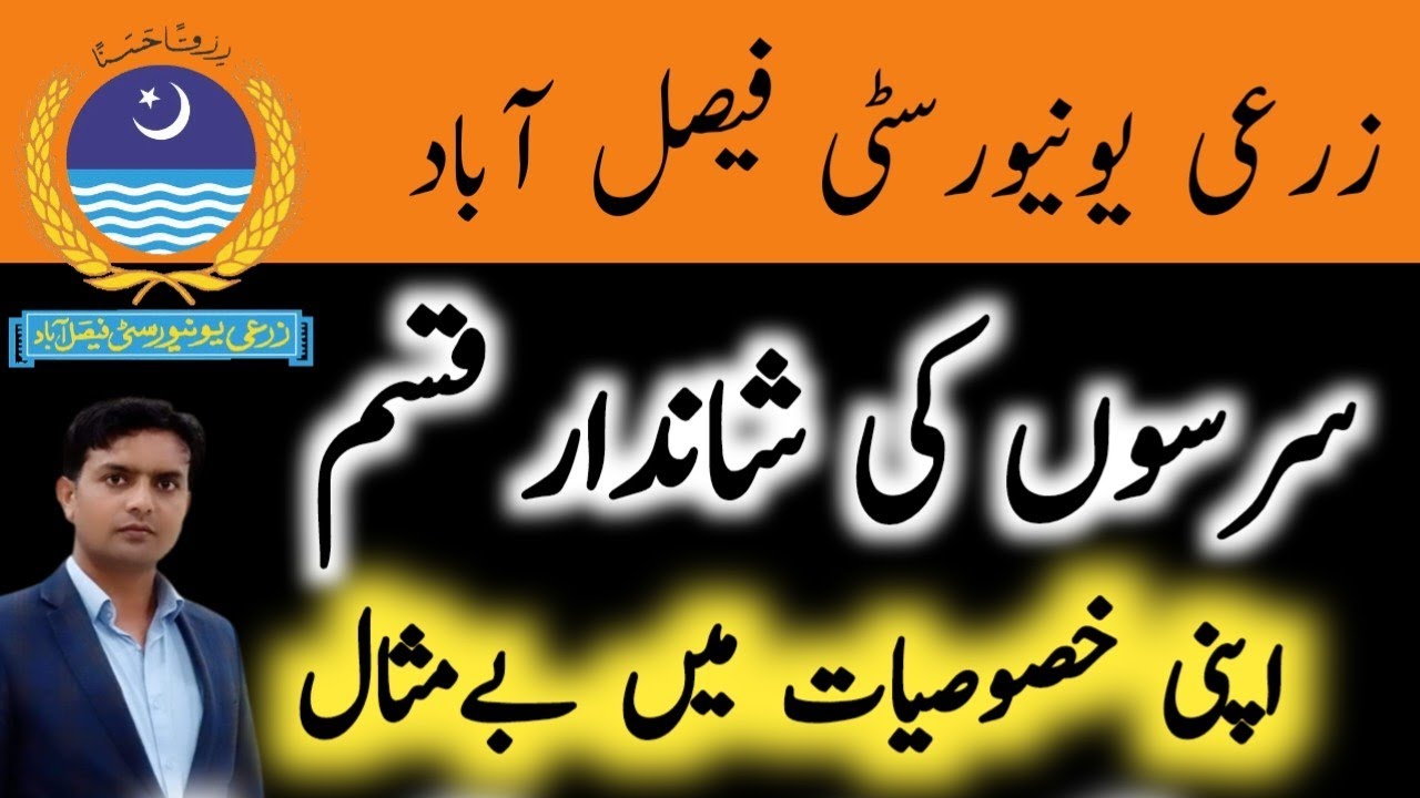New high yielding Sarson variety of Agriculture University Faisalabad | UAF-11 Mustard Variety