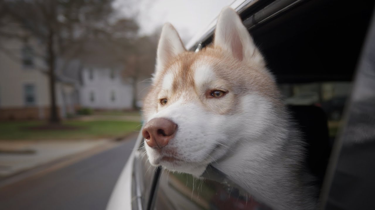 Good Boy Has Chill Day  (Canon C70 + CLOG 2)