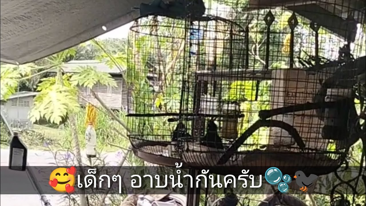 🥰เด็กๆอาบน้ำกันครับ🫧🐦‍⬛#เอี้ยงหงอน #เอี้ยงพูดได้ #นกเอี้ยง #นกเขา #เอี้ยงจ๋ามหาประลัย🐦‍⬛🔥
