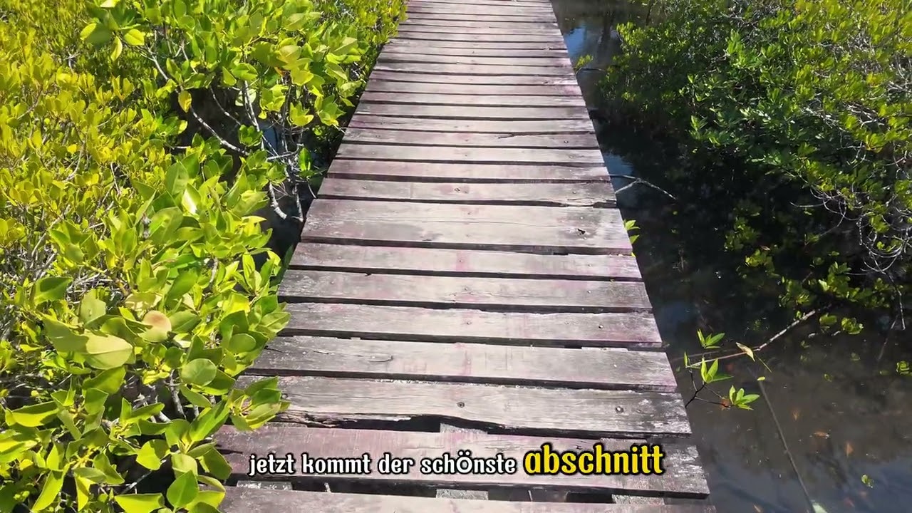 Mangrovenwald Koh Chang #thailand #kohchang #wald #spazieren #travel #reisen 