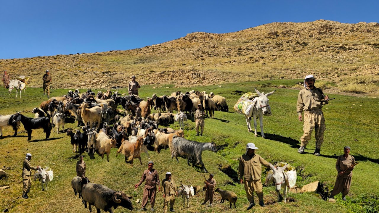 IRAN Nomadic Life: 🌄Nomadic lifestyle of Iran | Sheep Grazing by a Spring in the Zagros Mountains 🏞