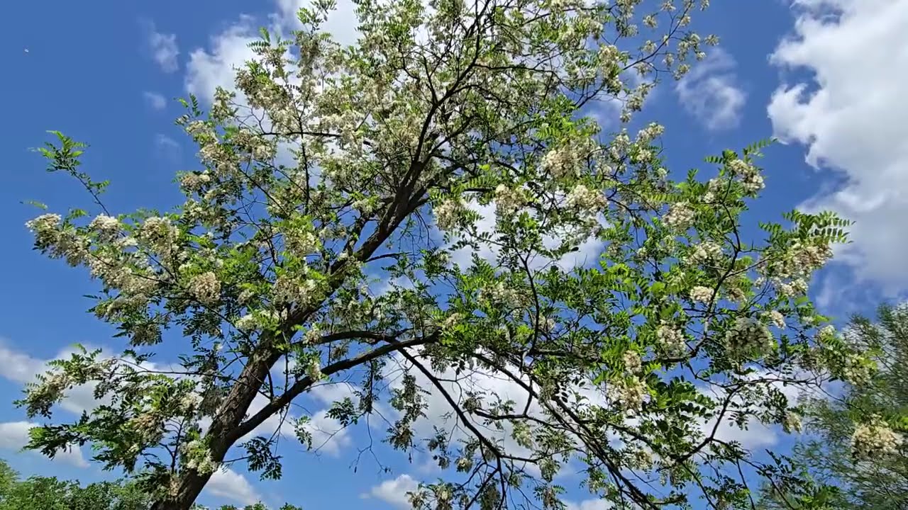 Springtime blooms on Locust Tree-Relaxing Music