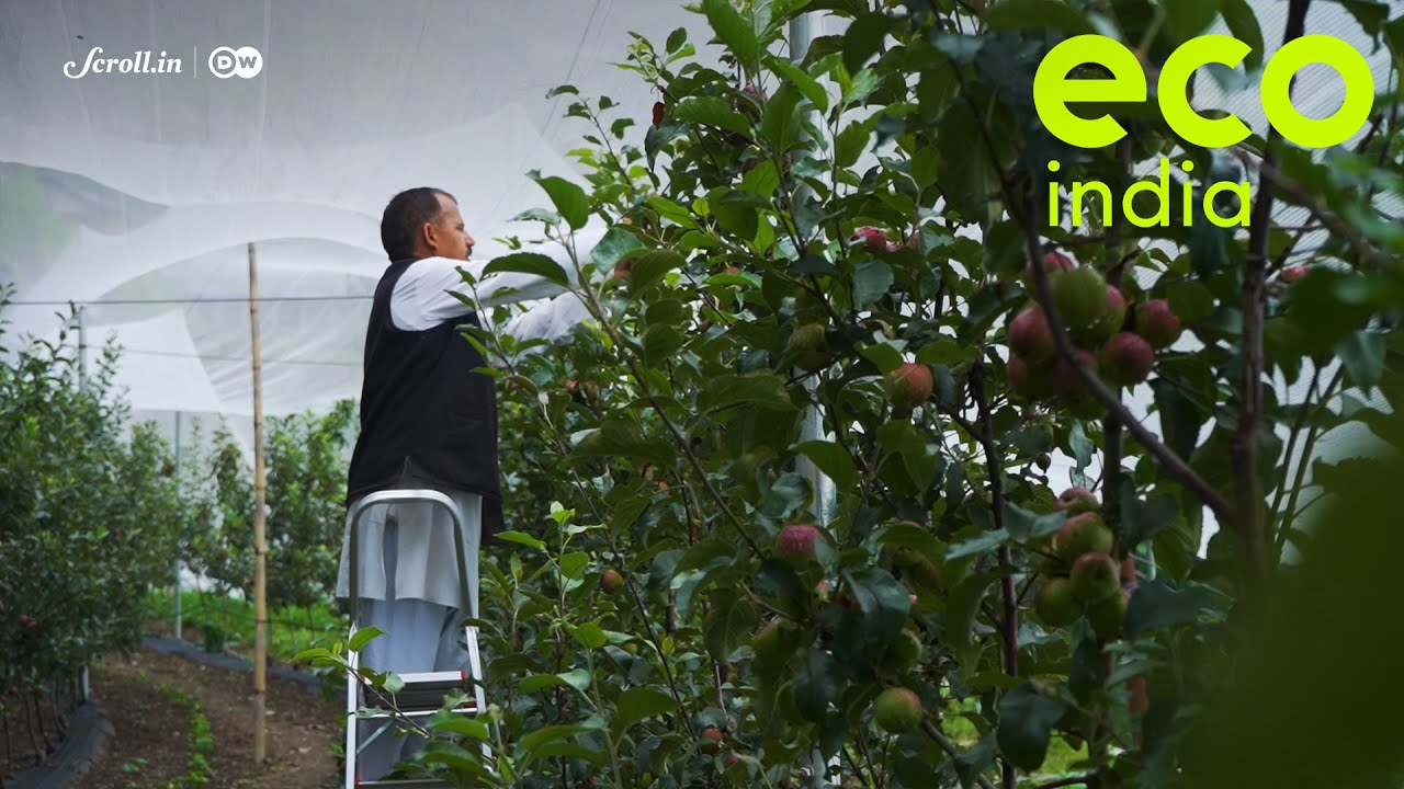 Eco India: Small apple growers are reaping profits by becoming owners of a sustainable value chain