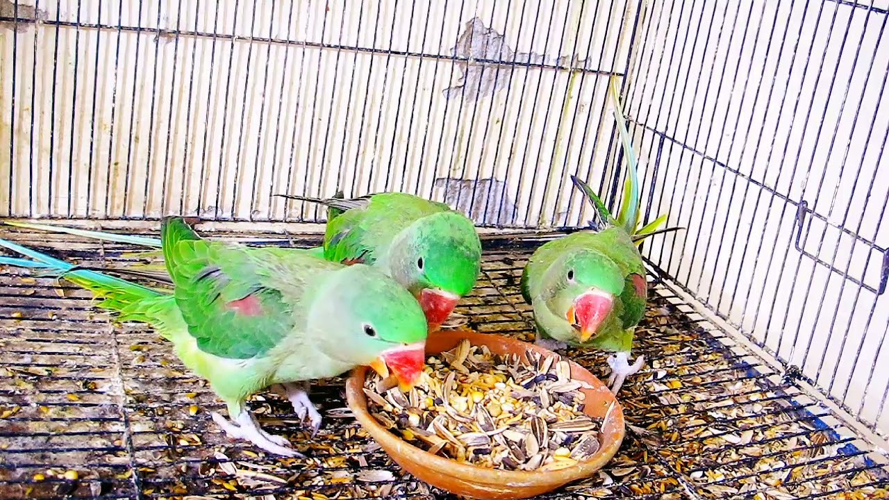 3 One-Year-Old Kashmiri Raw Parrot Chicks Eating Together | Healthy Feeding Time 🦜