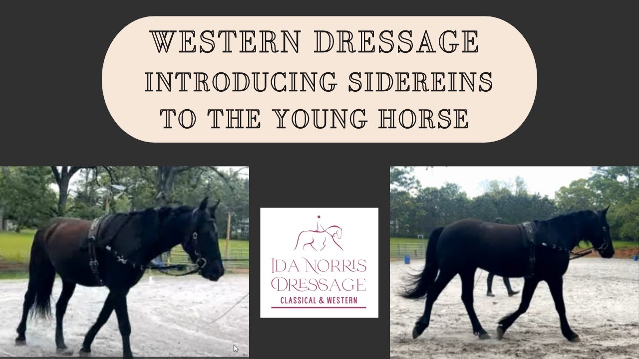 Western Dressage - Introducing side reins to the young horse