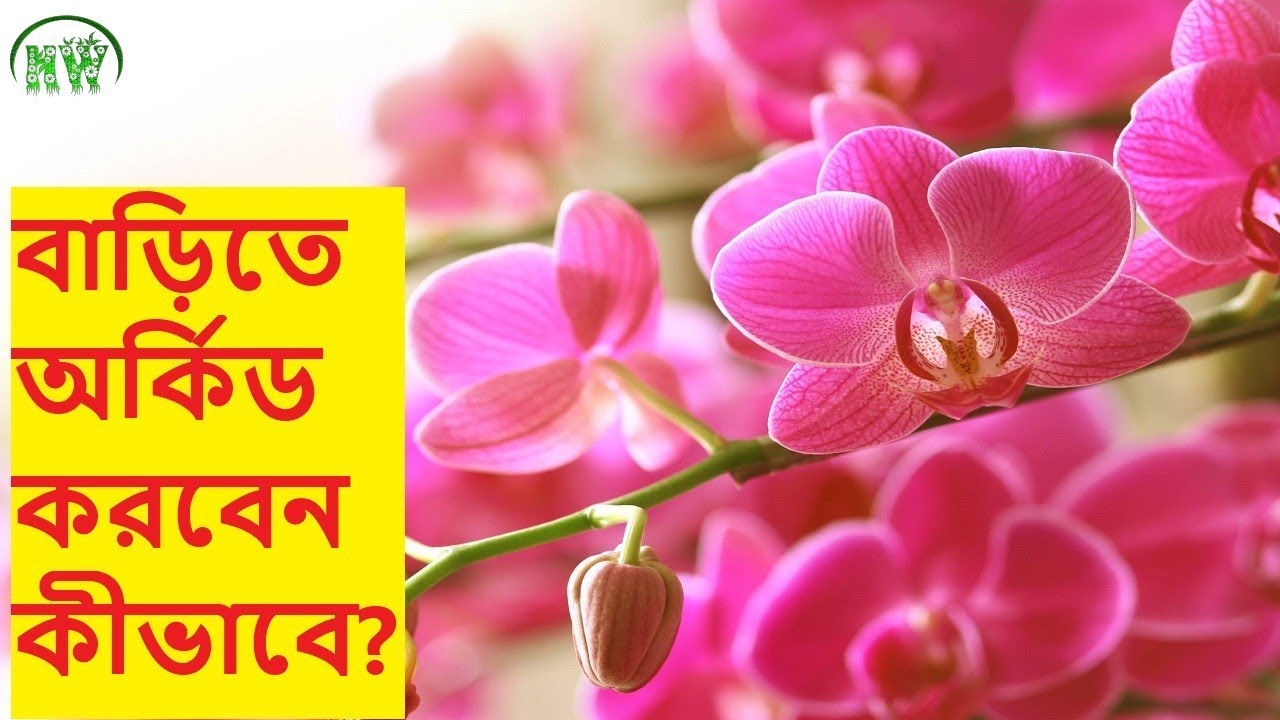 অর্কিডের 💐🌿পরিচর্যা করতে ভিডিওটি দেখা জরুরী  (How to care orchid)