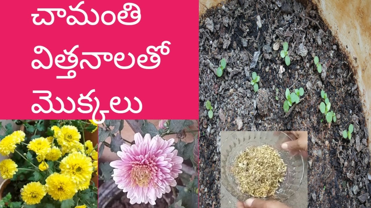 250 - చామంతి విత్తనాలతో మొక్కలు వస్తున్నాయి. ఇలా వేస్తే మీకుకూడా రిజల్ట్ వస్తుంది.
