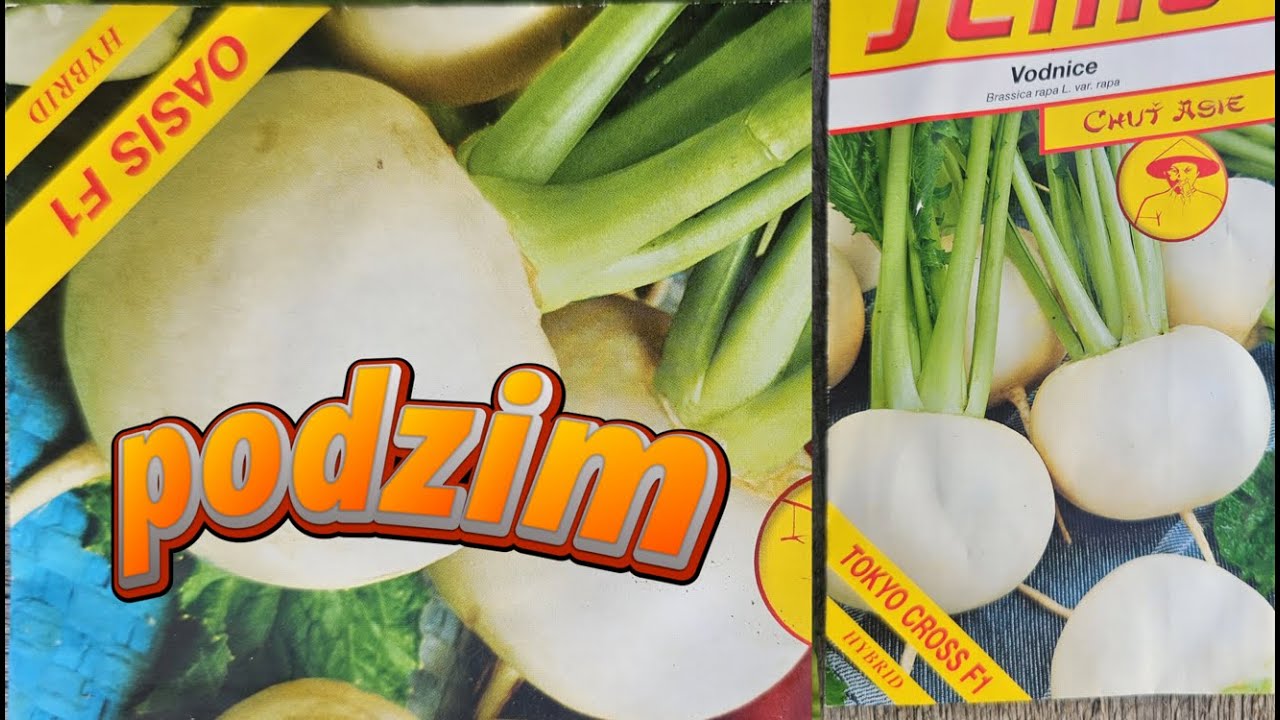 ❄️ SKLIZEŇ VODNICE AŽ DO ZIMY! 🥕 OSVĚDČENÉ ODRŮDY SEMO – Nejlepší zelenina na pozdní podzim! 💯