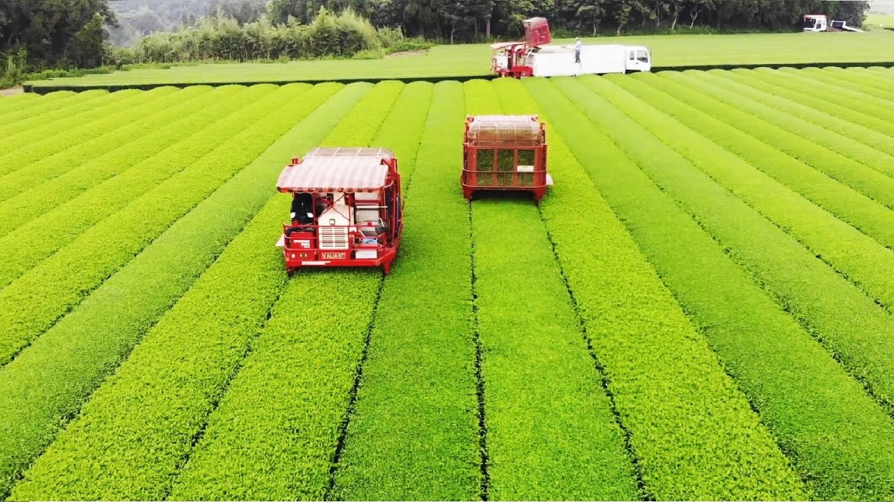 Японский Культивирование Зеленый чай - зеленый чай Farm - Зеленый чай Harvest и переработка