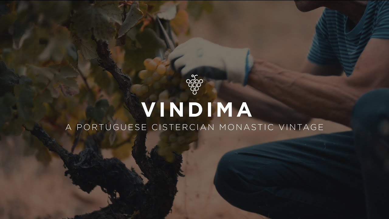 🍇 Vindima - the grape harvesting in Portugal