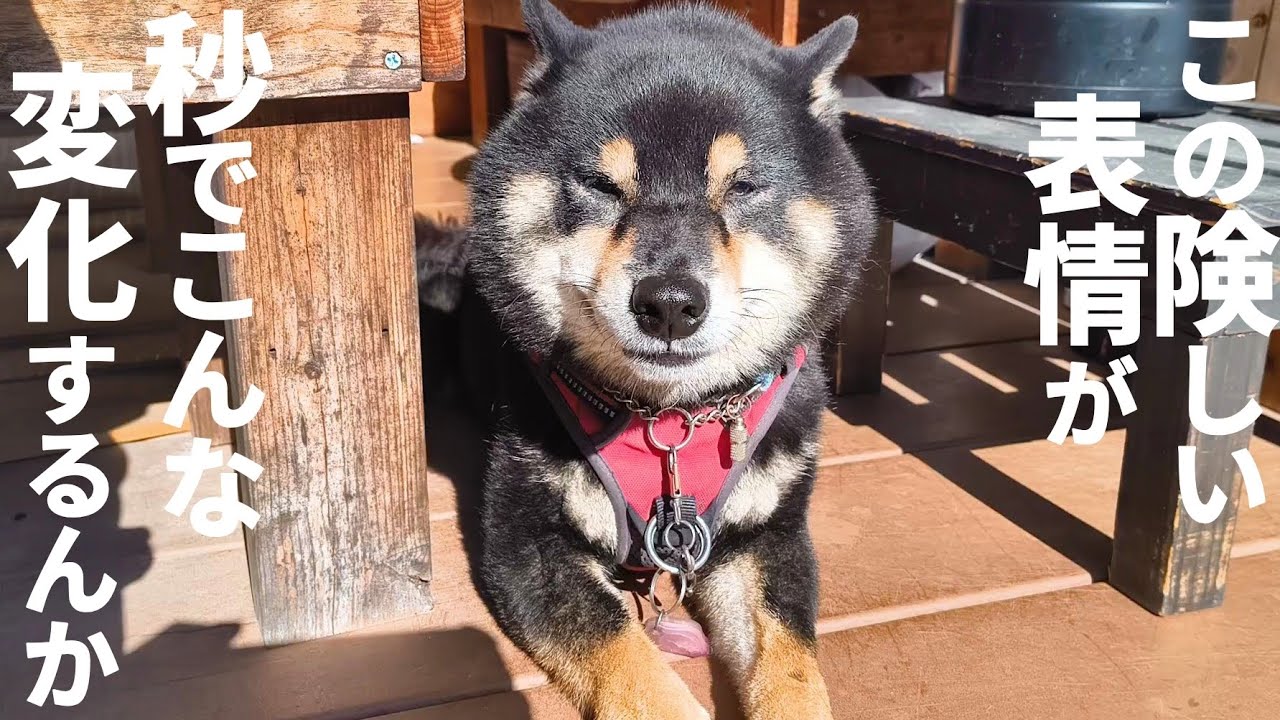ナデナデされるとつい顔がゆるんじゃう柴犬。【黒柴犬】【豆柴】【shiba inu】