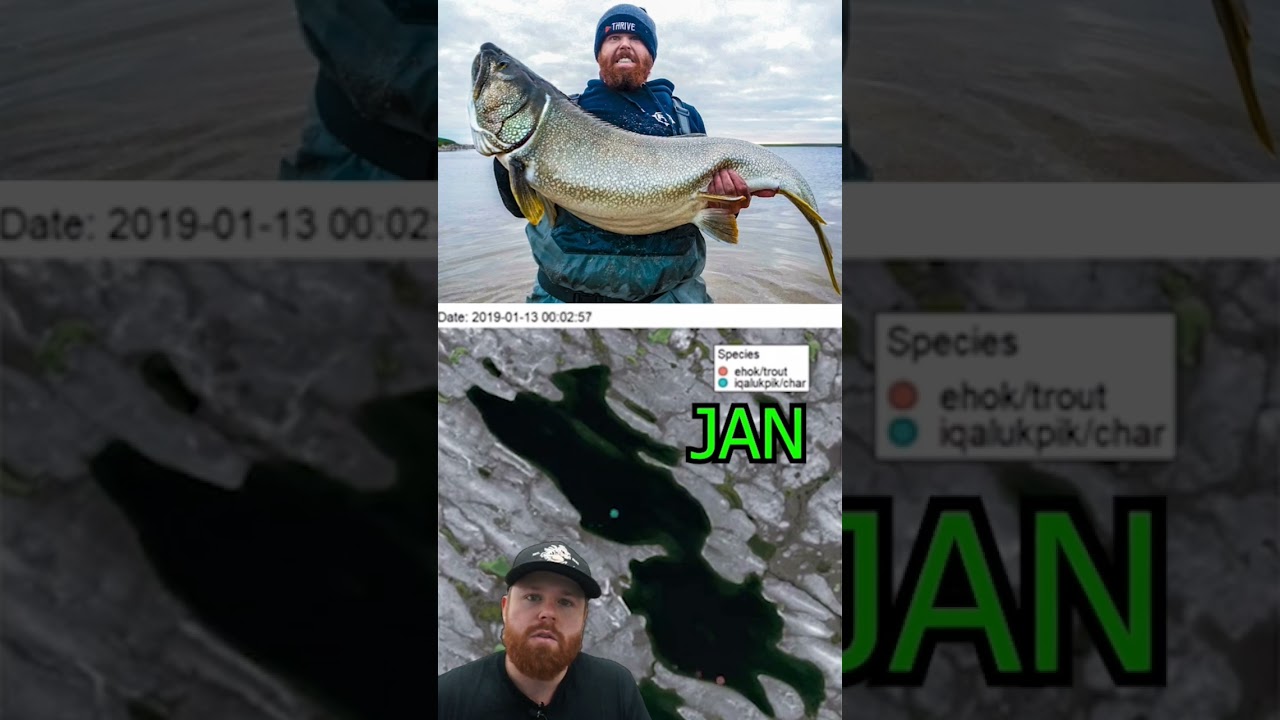 LAKE TROUT movement patterns tracked daily for an entire year!