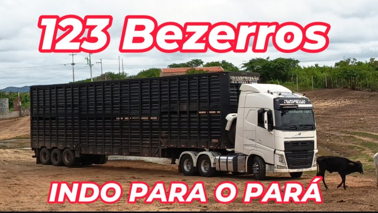 123 BEZERROS INDO PARA O PARÁ 