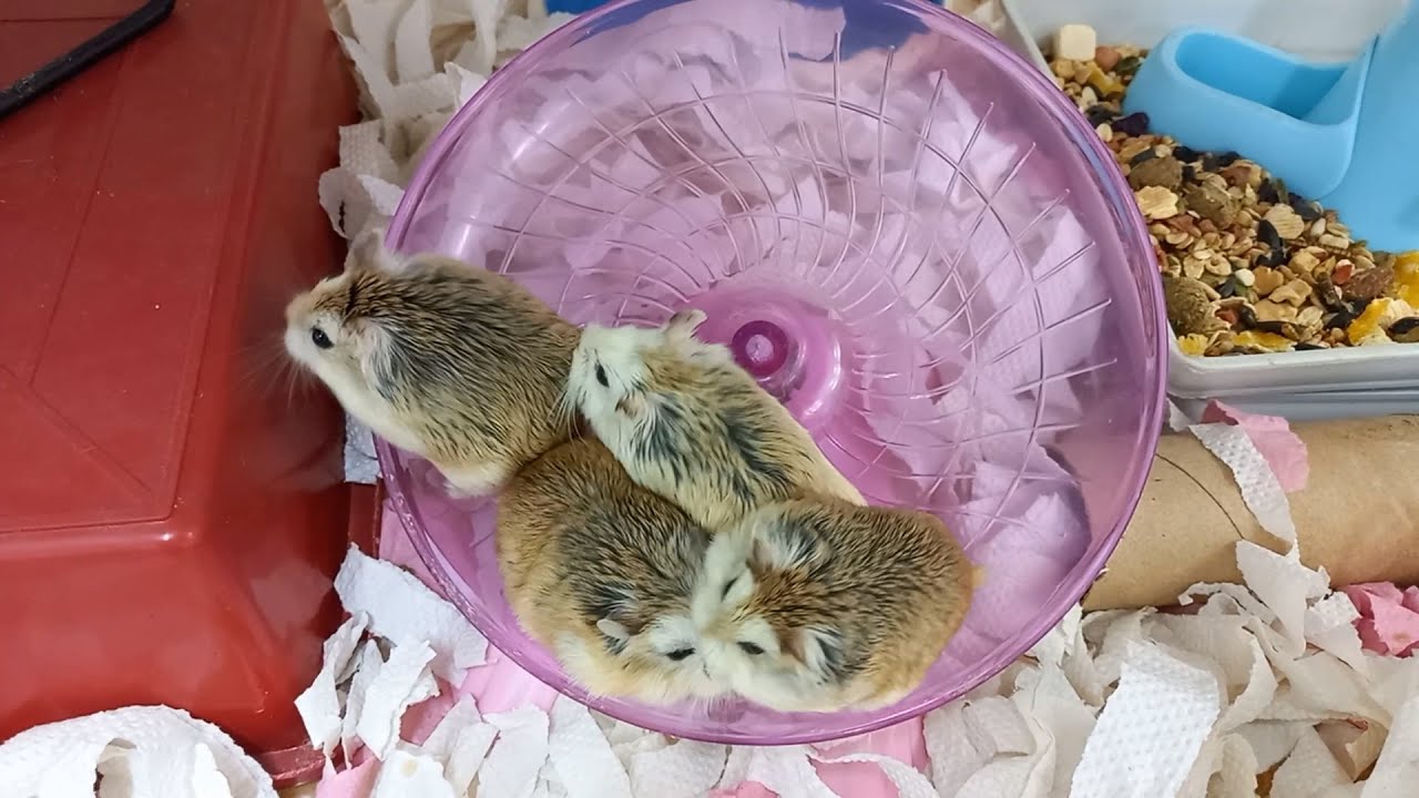 大笼合养的公婆仓鼠现状 06-2021