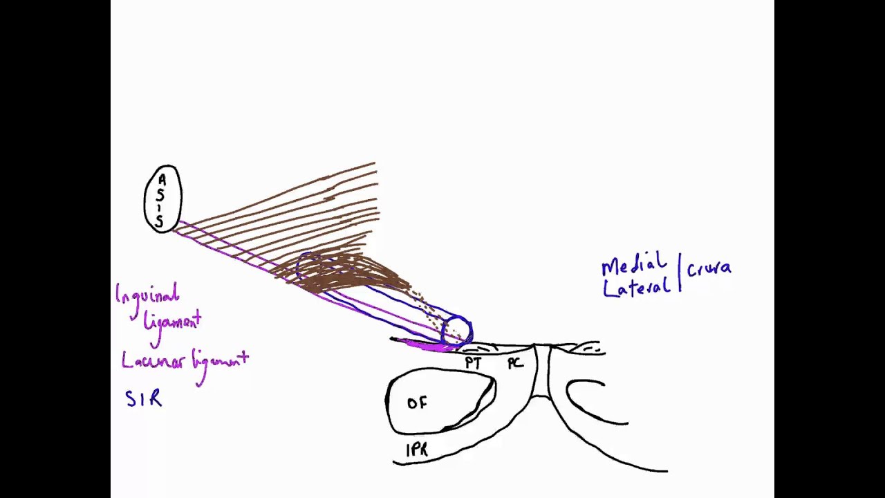 Inguinal canal