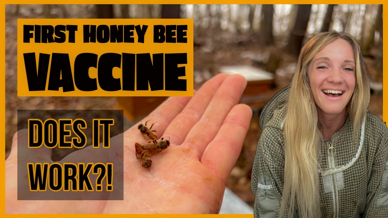 THE FIRST VACCINE FOR HONEY BEES!!!! Beekeeping 101 #beekeeping