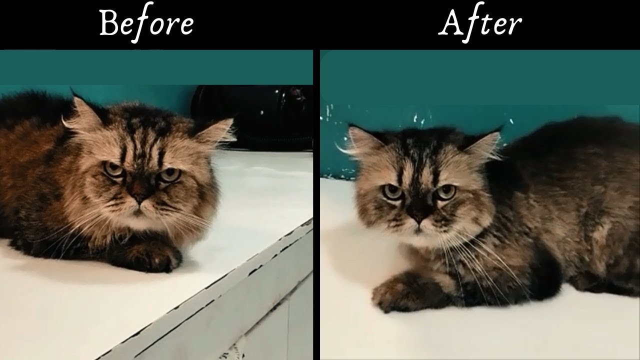Grooming in Karachi | Cat Grooming & Hair Cut