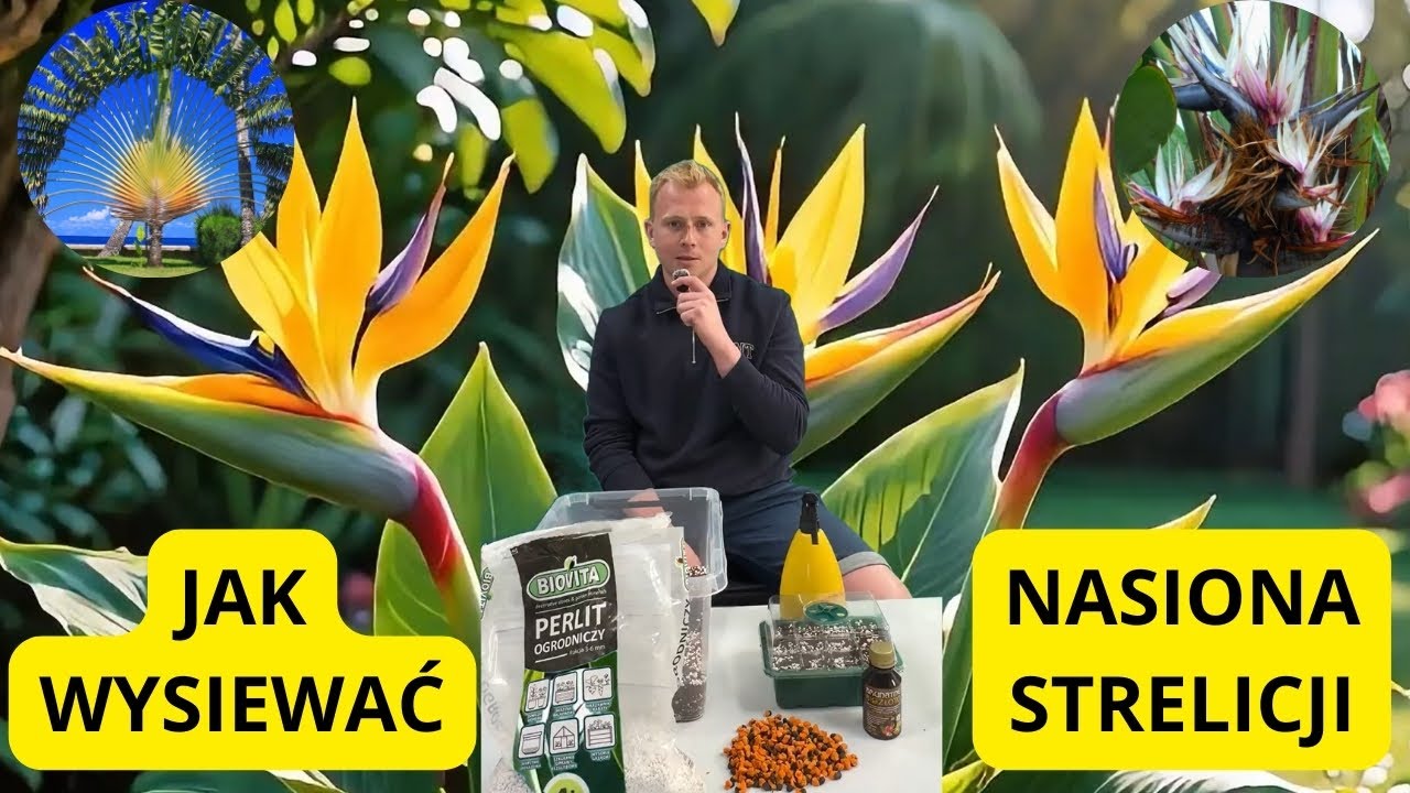 Jak wysiewać nasiona strelicji - poradnik krok po kroku - sprawdzone sposoby