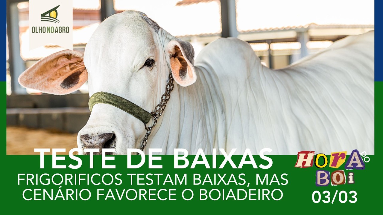 HORA DO BOI 03/03 - FRIGORIFICOS TESTAM BAIXAS, MAS CENÁRIO FAVORECE O BOIADEIRO