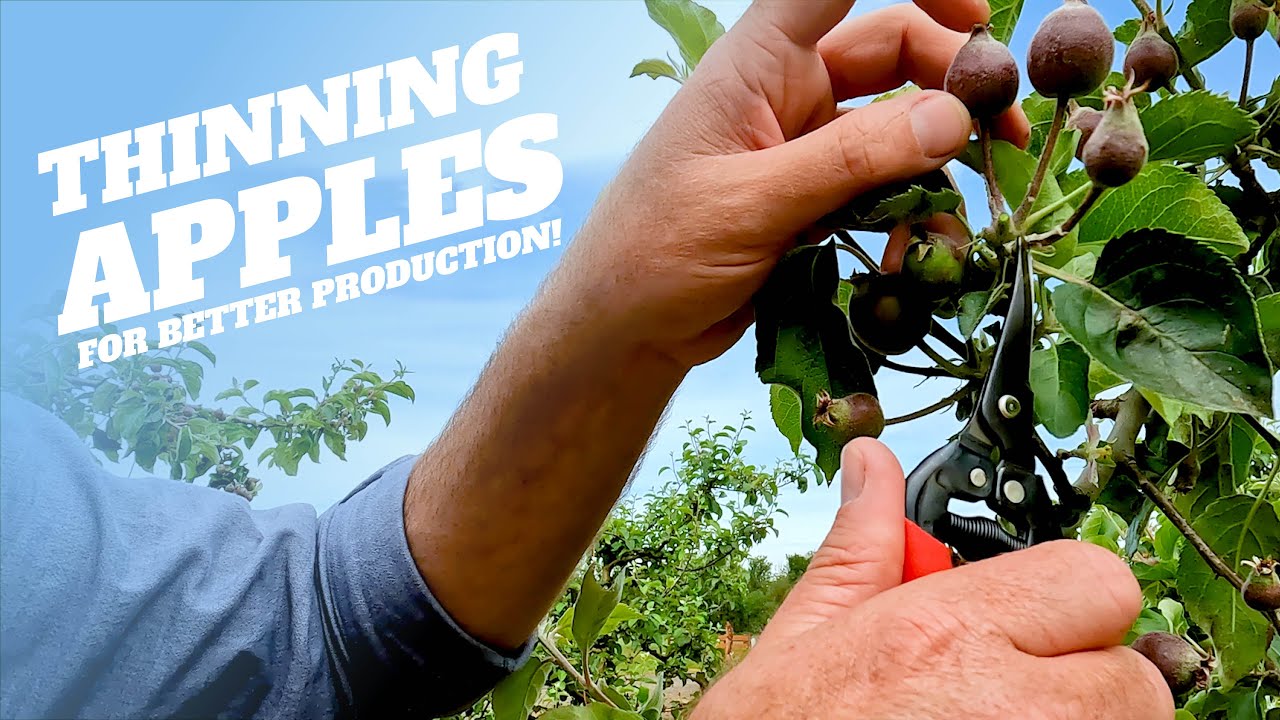 Thinning your Apple Trees for Better Fruit, a Healthier Tree & to Fix Bienneial Bearing!