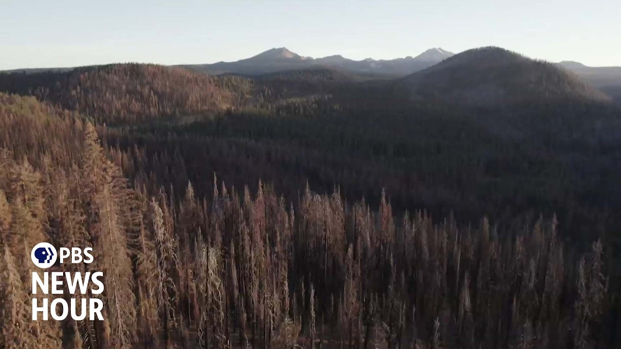 U.S. Forest Service, timber companies spraying record amounts of glyphosate in California