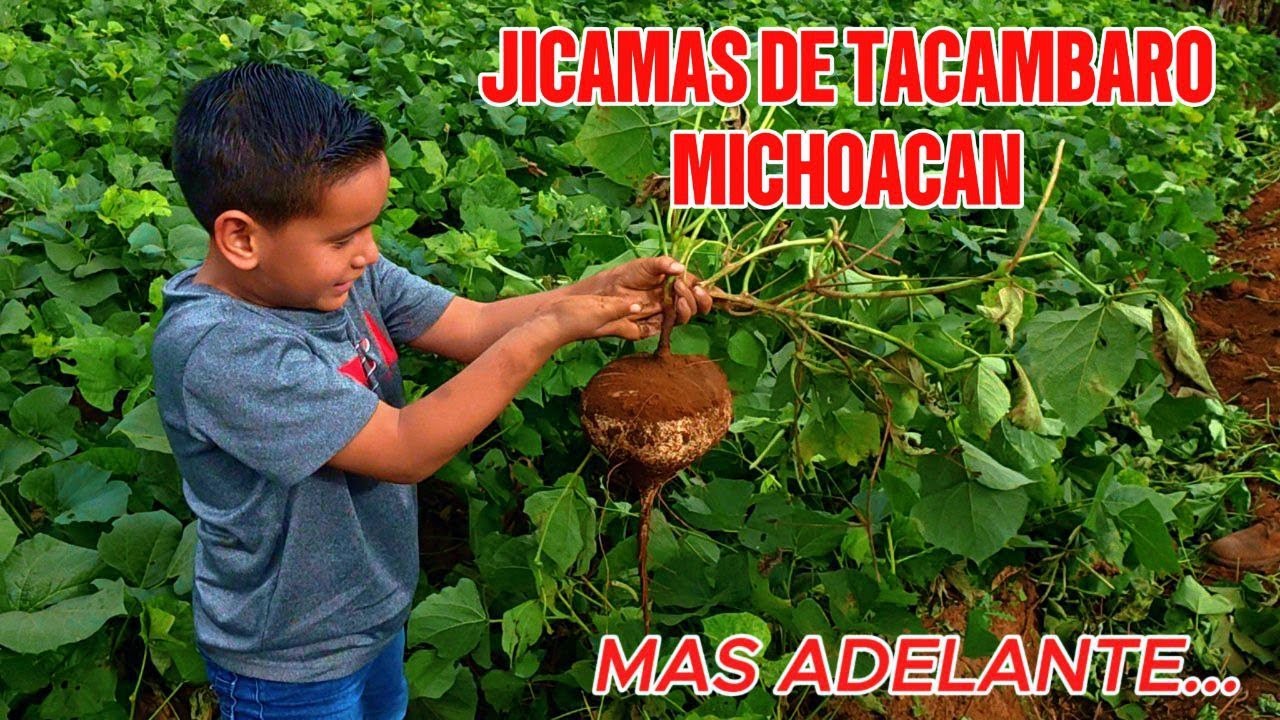 SACANDO JICAMAS DE TACAMABRO MICHOACÀN...