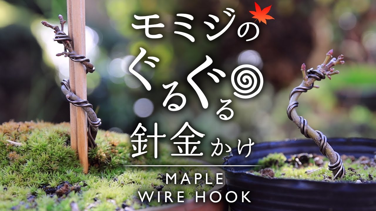 モミジのぐるぐる針金かけ【Bonsai diary 盆栽日記 12/25】初心者の簡単盆栽の作り方 やり方  冬 もみじ Maple 針金掛け EOS R5撮影