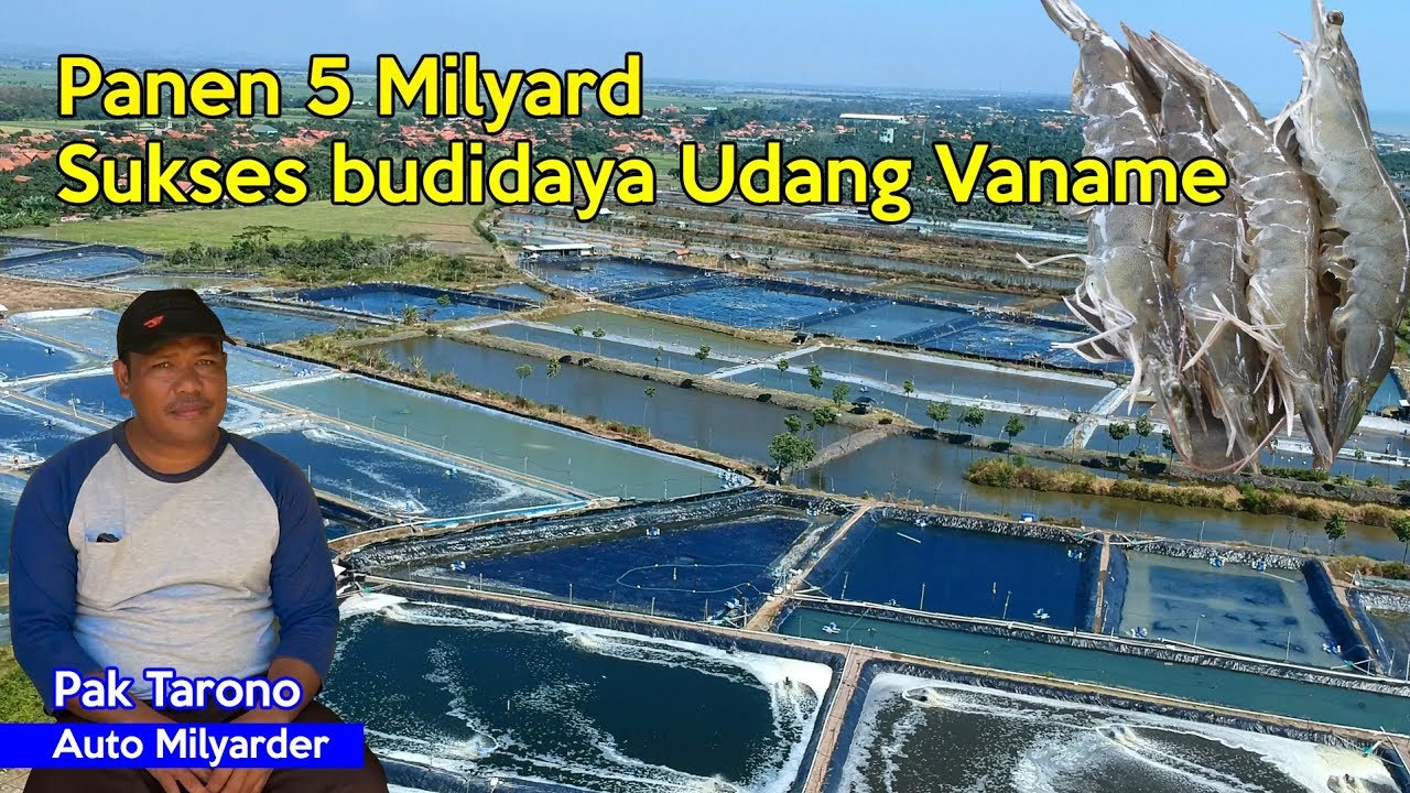 Sukses Budidaya Udang Vaname | Panen 5 Milyard